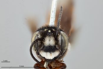 Media type: image;   Entomology 786038 Aspect: head frontal view